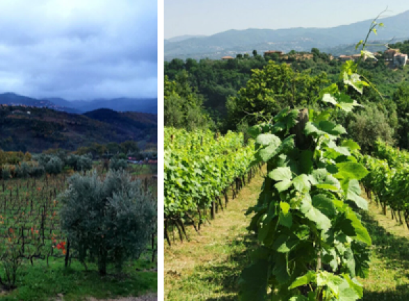 terre del gufo main