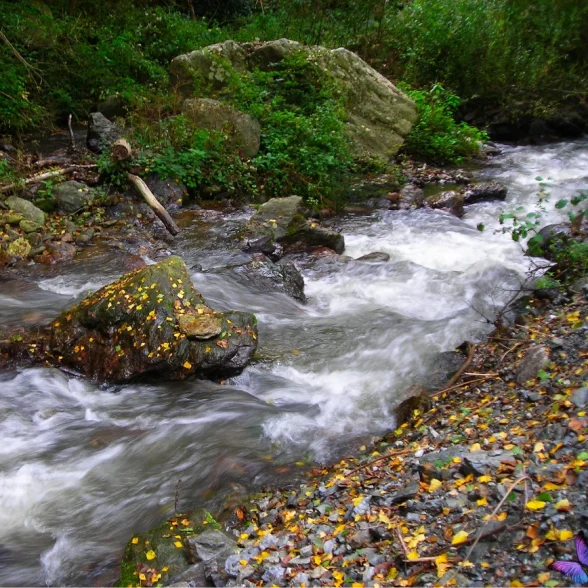 torrente JASSA 2 1